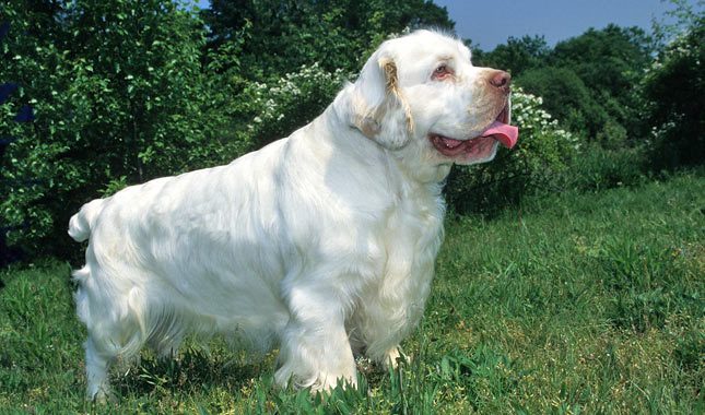 Clumber Spaniel Dog Pictures